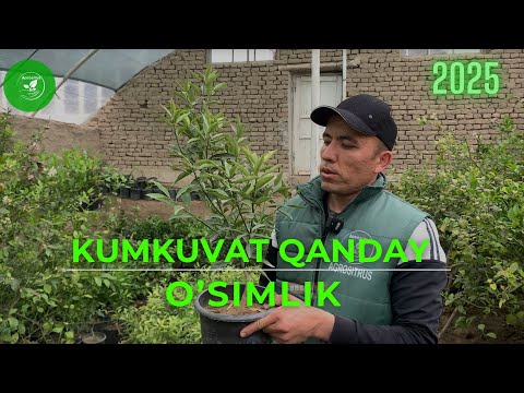 Видео: Кумкуват қандай ўсимлик | Kumkuvat qanday o'simlik