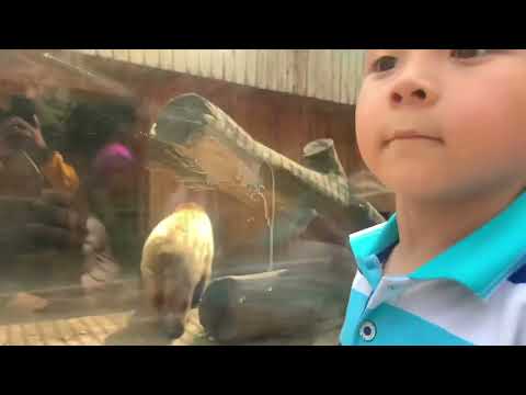 Видео: Саяхатшы Айсұлтан
