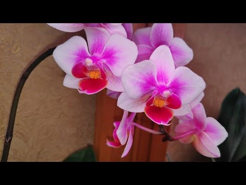Видео: 20.01.23.детка на цветоносе ОРХИДЕИ..посадка в керамзит.И как работает ЯРУС😉