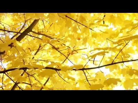 Видео:  "Октябрь"  (Илья Чугреев) 