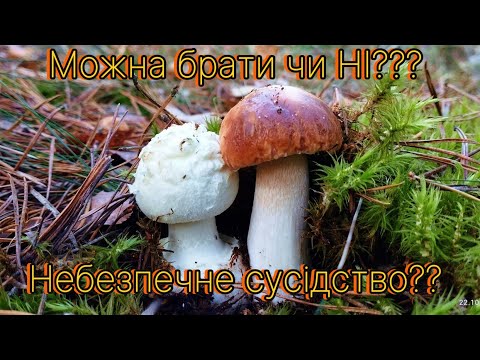 Видео: 22.10.2024 Остання грибна хвиля в кінці жовтня на Волині Білі гриби, боровики, польські, зеленички