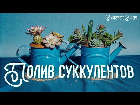 Видео: Полив суккулентов