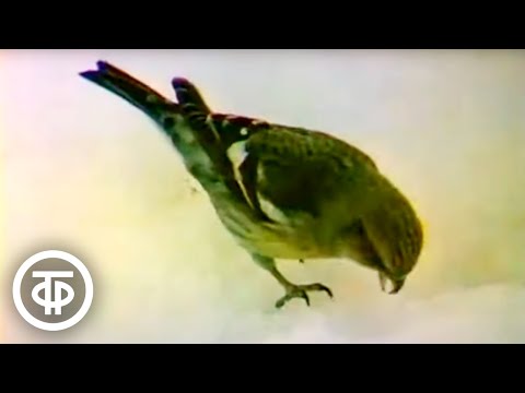 Видео: Сезонные явления в жизни птиц (1980)