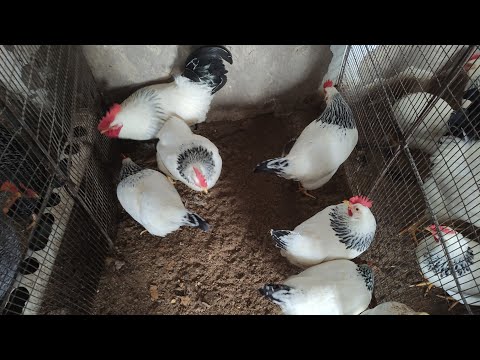 Видео: АДЛЕР ~ ДЖЕРСИ ГИГАНТ ~ БРАМА  тооктору түрлөп бар экен || Токк бизнести кылыңыз || Сатып алыңыз