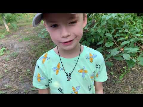 Видео: Персик Алиросада. Питомник Мирошниченко! Размер до 400г