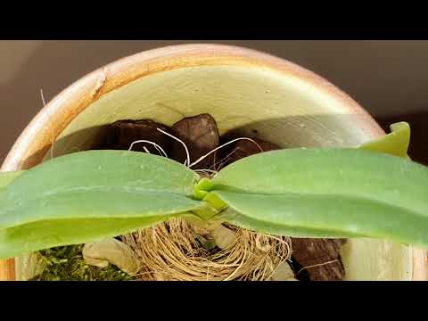 Видео: Купила ОРХИДЕИ РИНХОСТИЛИС размер 1.7 🥳 ВЫЖИЛИ 🙃 уже ОТЛИЧНО