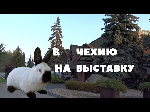 Видео: Новый обзор выставки кроликов в Чехии/Ч1