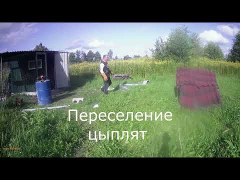 Видео: переселение цыплят