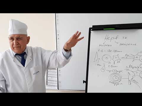 Видео: Гистология. Нервная ткань. Садриддинов А.Ф. #ТашПМИ
