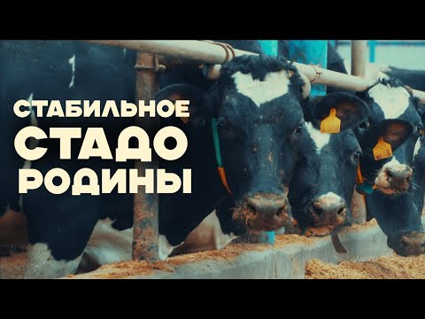 Видео: Как поддерживается стабильное стадо в ТОО Агрофирма "Родина"  компанией Alta Asia