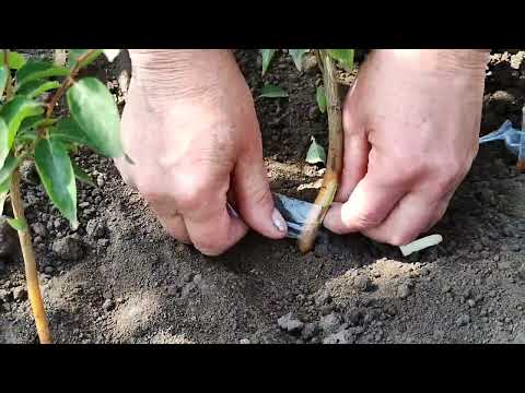 Видео: 🔪🍑Окулировка на Подвое Алычи. Что Можно Окулировать на Алыче?