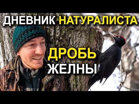 Видео: Дневник натуралиста. Дрозды, Желна, Boosty