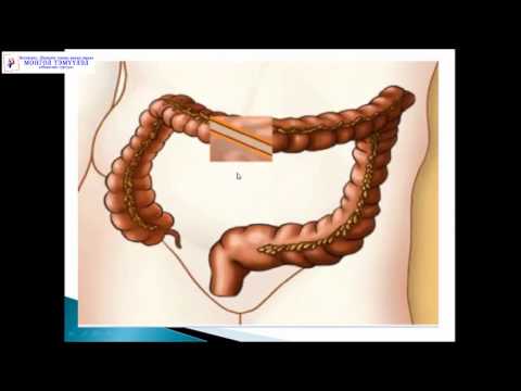 Видео: Монгол Тэмүүлэл сургууль, Биологи - Хоол боловсруулах эрхтэн
