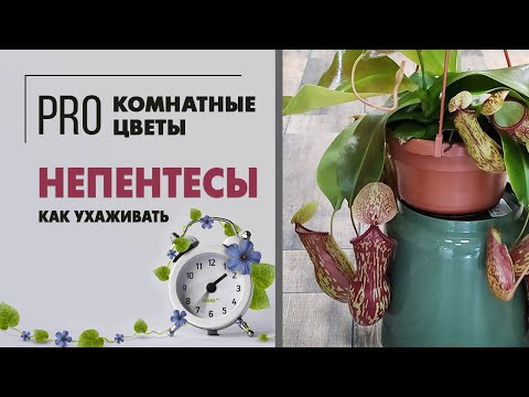 Видео: Непентесы - хищное растение с кувшинчиками | Насекомоядное растение | Как ухаживать за непентесом