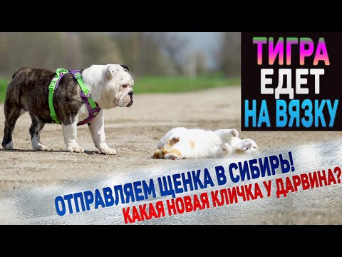 Видео: Будем ожидать щенков Английского Бульдога летом! Щенок уезжает в Сибирь! Первые видео из нового дома