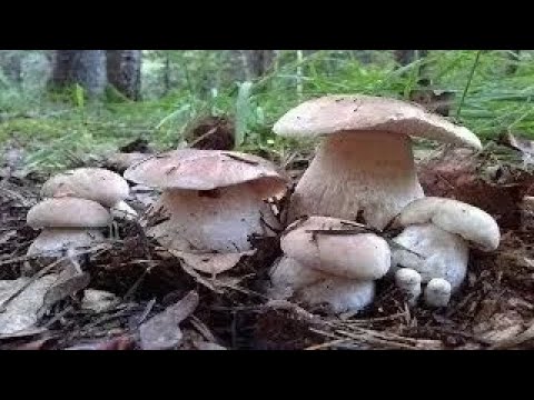 Видео: Білі Гриби КАРПАТ 2025. Гриби 2025. Похід за Білими Грибами в ночі! Дуже БАГАТО Грибів!