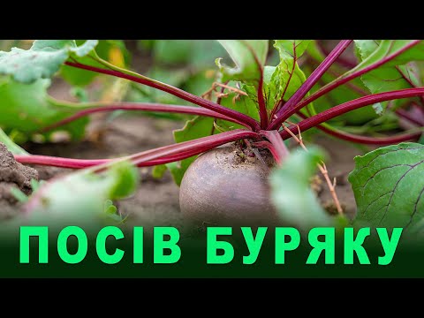 Видео: Посів буряку: які біопрепарати внести в ґрунт, щоб отримати великий і солодкий столовий буряк