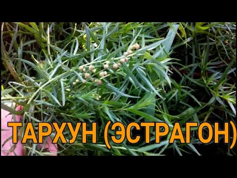 Видео: 🌿✅ ЦЕЛЕБНАЯ СИЛА ТАРХУНА. ПРИМЕНЕНИЕ