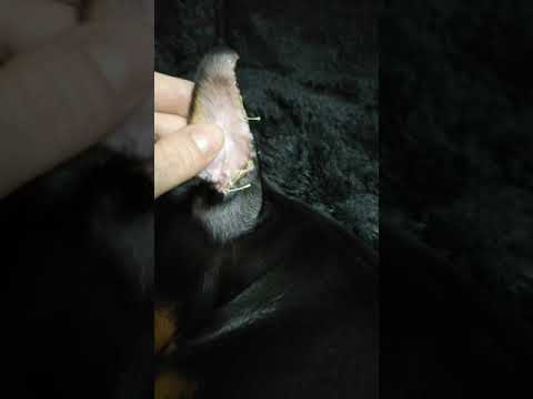 Видео: Уши добермана