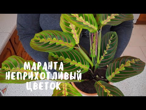 Видео: Маранта - неприхотливый домашний цветок. Мои цветы. Мой опыт.