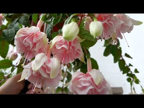 Видео: 🌸Пересадка черенков бегонии и фуксии в больший объем. 🌸