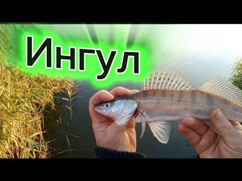 Видео: Поиск судака на #ИНГУЛЕ 16.10.25.- #АЛЯУДЫ