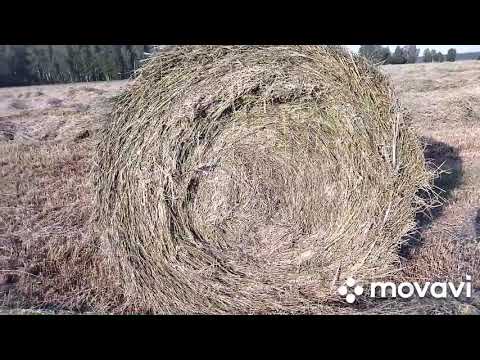 Видео: Сенокос 2021. Как и чем проходит заготовка сено для наших 🐄???