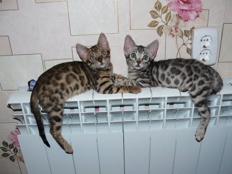 Видео: Американские женщины, какие они? Сугубо мои наблюдения.