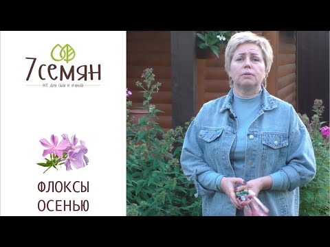 Видео: ОСЕННИЙ УХОД ЗА ФЛОКСАМИ!