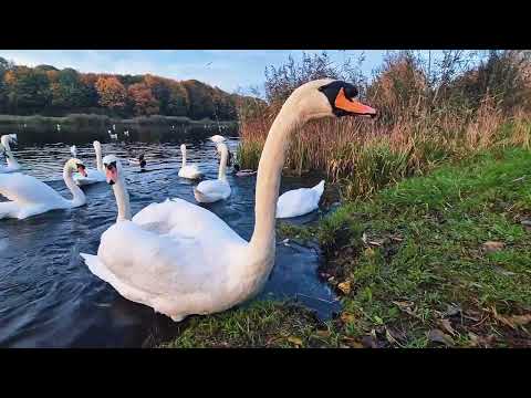 Видео: Уже уходили и взрослый лебеди стал показывать нам концерт. #лебеди #озеро #друзья