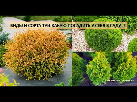 Видео: Виды и сорта туи. Какую посадить у себя в саду ?