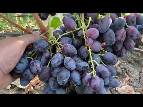 Видео: Центурион -  форма Калугина В.М.