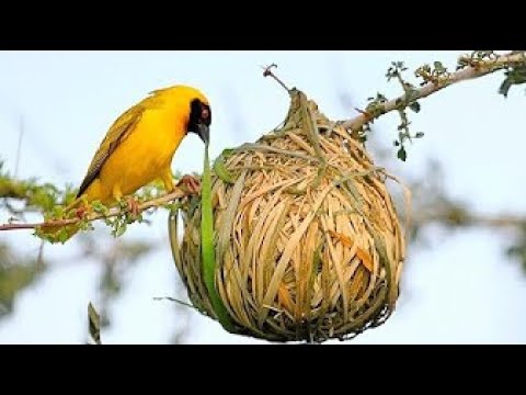 Видео: 15 Самых Удивительных Гнезд В Животном Мире!