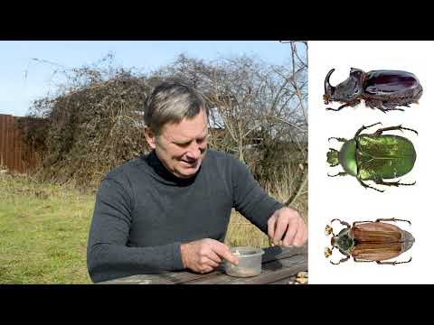 Видео: Личинки майские, земля плоская.