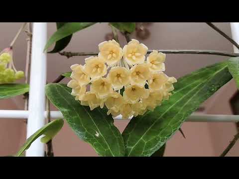 Видео: Цветёт хойя Blashernaezii🌿💚 (Блашернейзи)