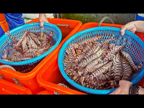 Видео: Вкусно! Сбор и приготовление гигантских тигровых креветок с чесночным соусом
