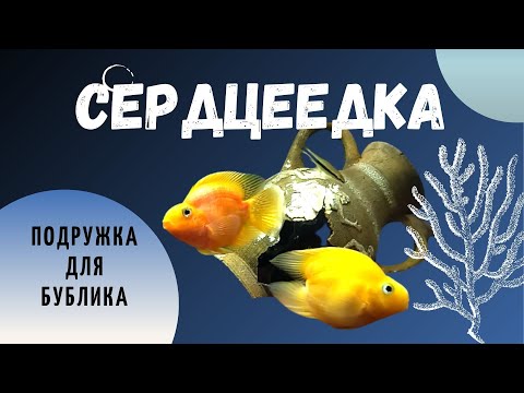 Видео: НЕРЕСТ ГИБРИДНЫХ ПОПУГАЕВ. Друзья, нечаянно удалили видео, перезаливаем. Всем спасибо за поддержку!!