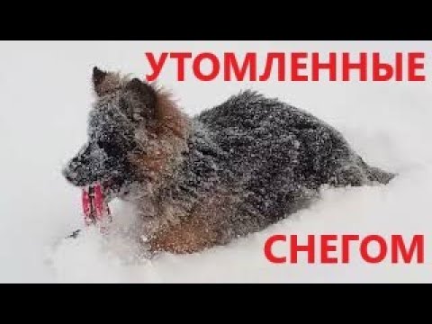 Видео: Уборка снега. Утомленные снегом...