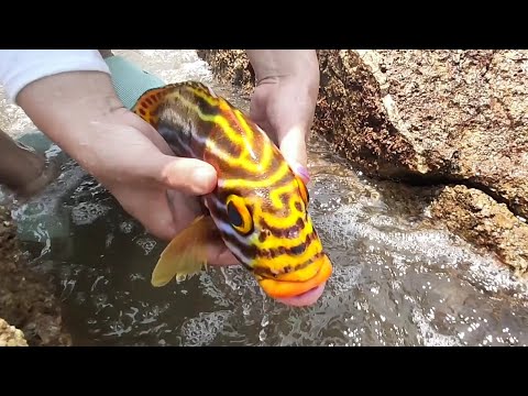 Видео: Тайфуны выносят на берег морских обитателей. гигантская жемчужная устрица