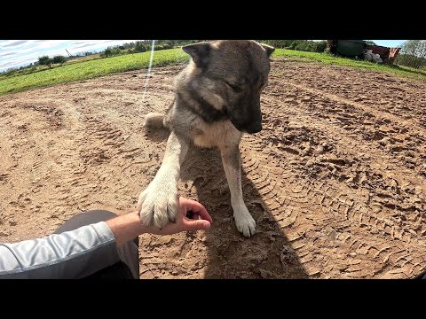 Видео: Собака вернулась ! Потери в хозяйстве ! ХУТОР В ЛЕСУ №816
