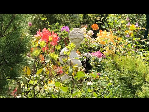 Видео: МОЯ ДАЧА АЗАЛИИ И РОДОДЕНДРОНЫ ЛЕТО 2025 г ПОДМОСКОВЬЕ 