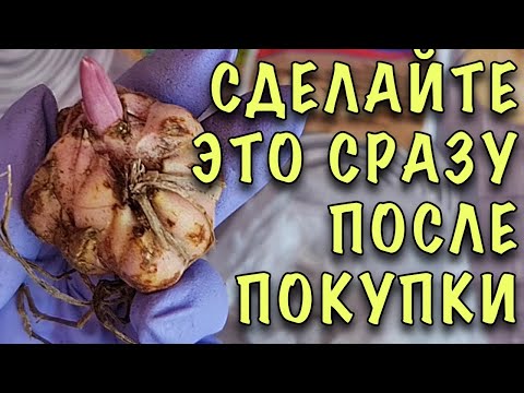 Видео: ЗАЦВЕТУТ И НЕ ПОГИБНУТ! Купили ЛИЛИИ с РОСТКОМ. ЧТО ДЕЛАТЬ и как сохранить ДО ПОСАДКИ В ГРУНТ