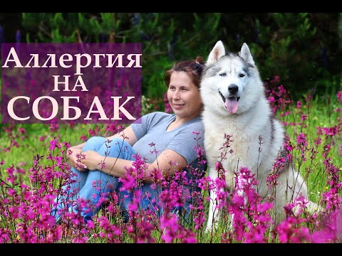 Видео: У МЕНЯ Аллергия на собак!!!!!