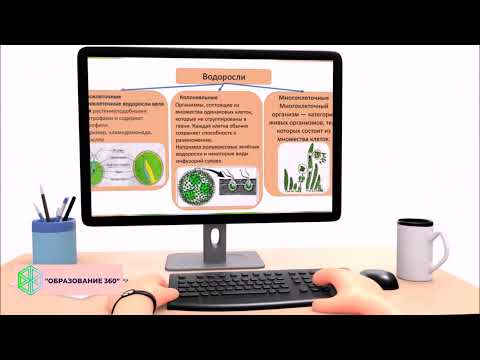 Видео: УРОК 3|7 класс. Общая характеристика водорослей