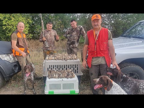 Видео: Охота на перепела с курцхааром. 5