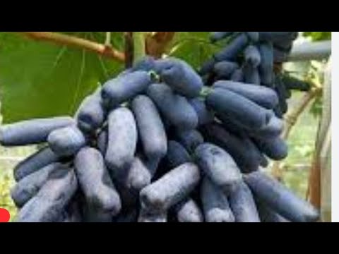 Видео: Аватар жүзімы жайлы малымет 