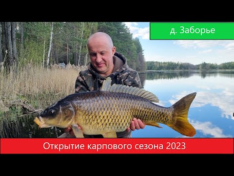 Видео: Открытие карпового сезона 2023 д.Заборье