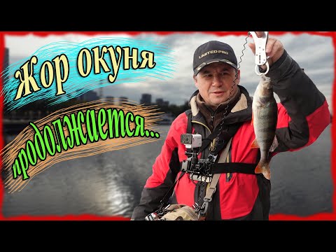 Видео: Жор окуня продолжается. Пелагический окунь 2