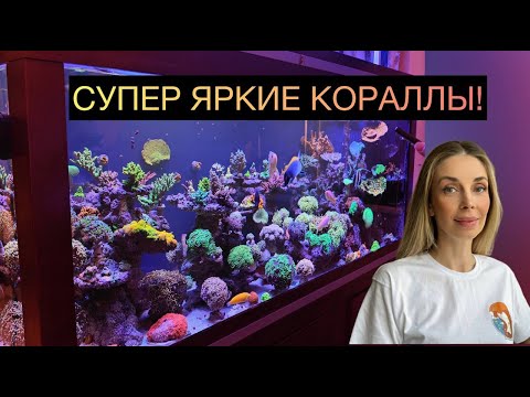 Видео: ОБЗОР МОРСКОГО АКВАРИУМА ОЛЬГИ НА 700Л.