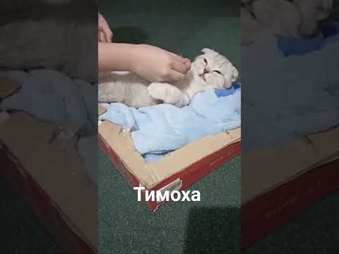 Видео: Тимоха